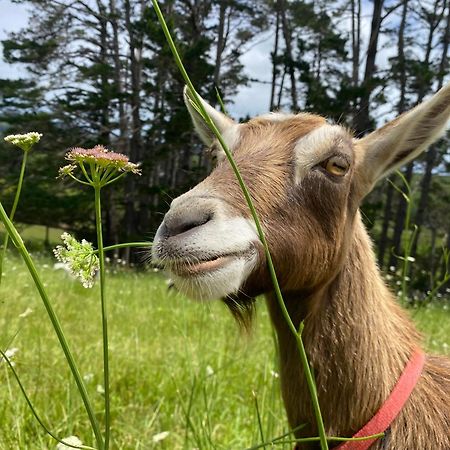 Pukeatua Farmstay Waimauku Екстер'єр фото
