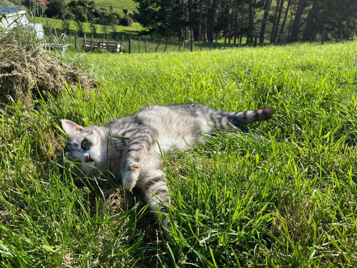 Pukeatua Farmstay Waimauku Екстер'єр фото