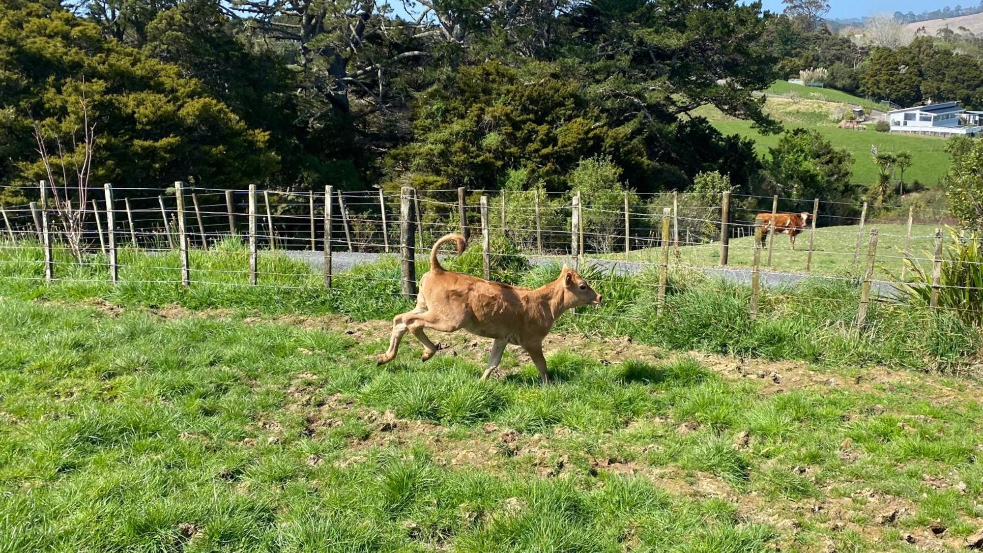 Pukeatua Farmstay Waimauku Екстер'єр фото