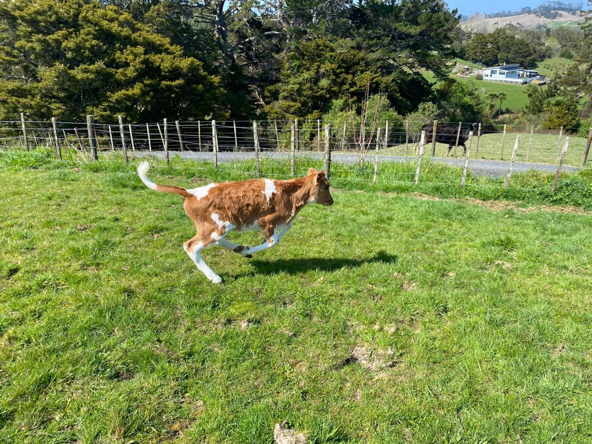 Pukeatua Farmstay Waimauku Екстер'єр фото
