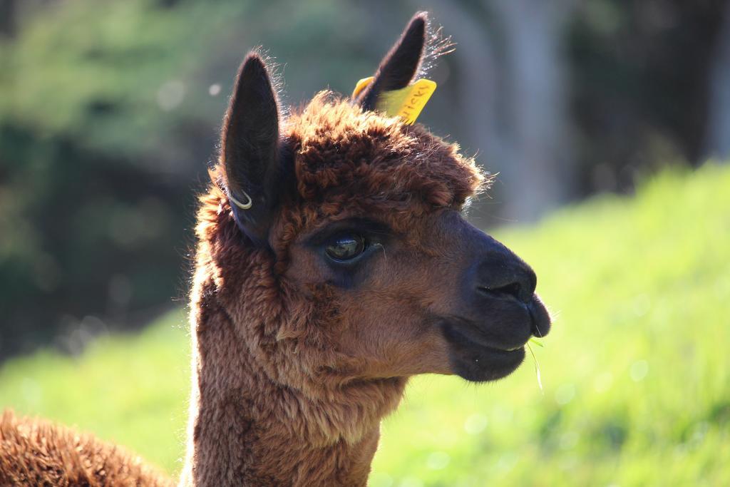 Pukeatua Farmstay Waimauku Екстер'єр фото